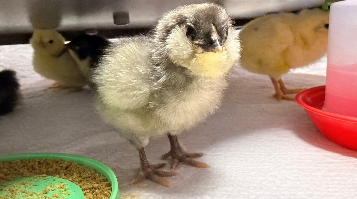 F1 Olive Egger & Easter Egger hatching eggs