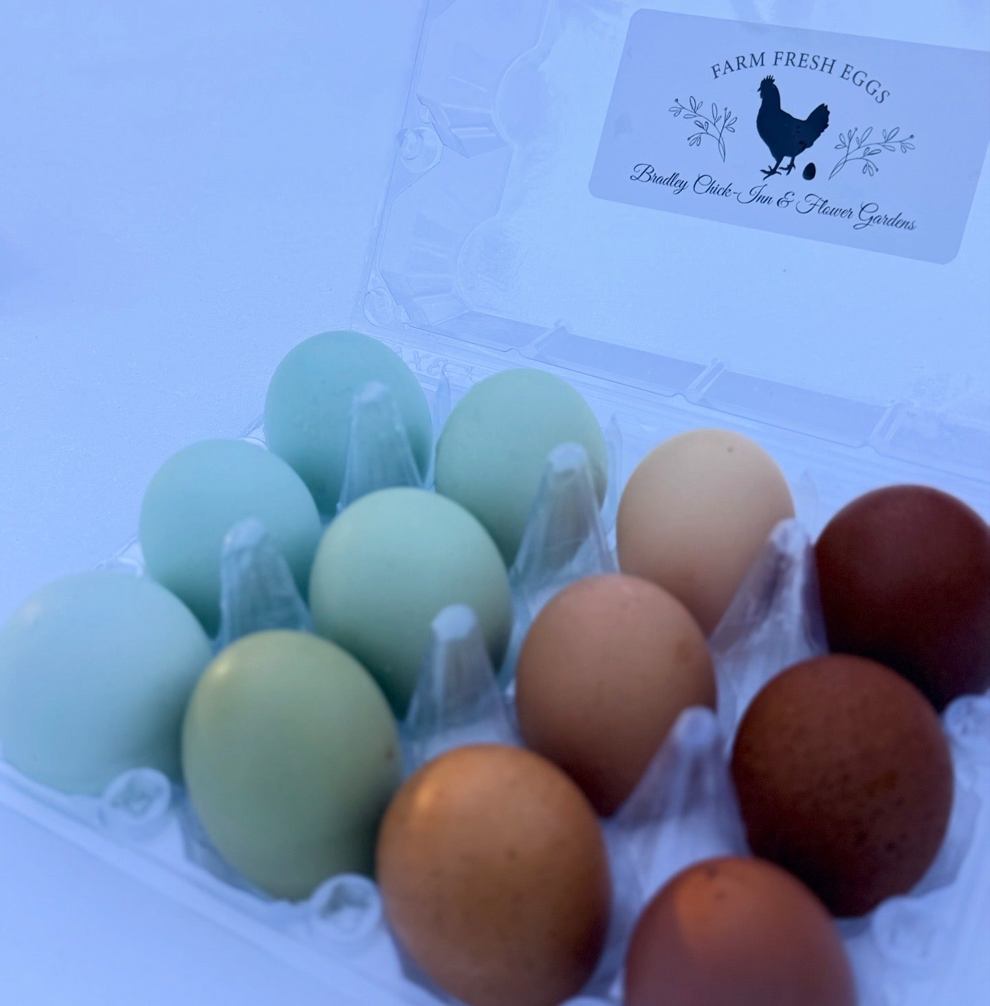 F1 Olive Egger & Easter Egger hatching eggs