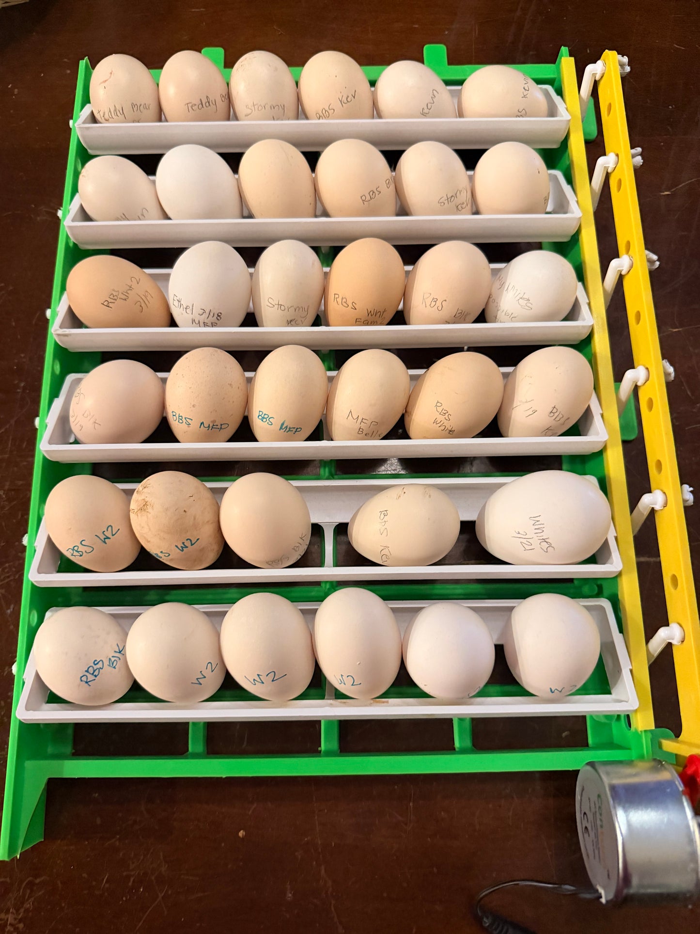 Silkie Hatching Eggs- Hen’s Choice