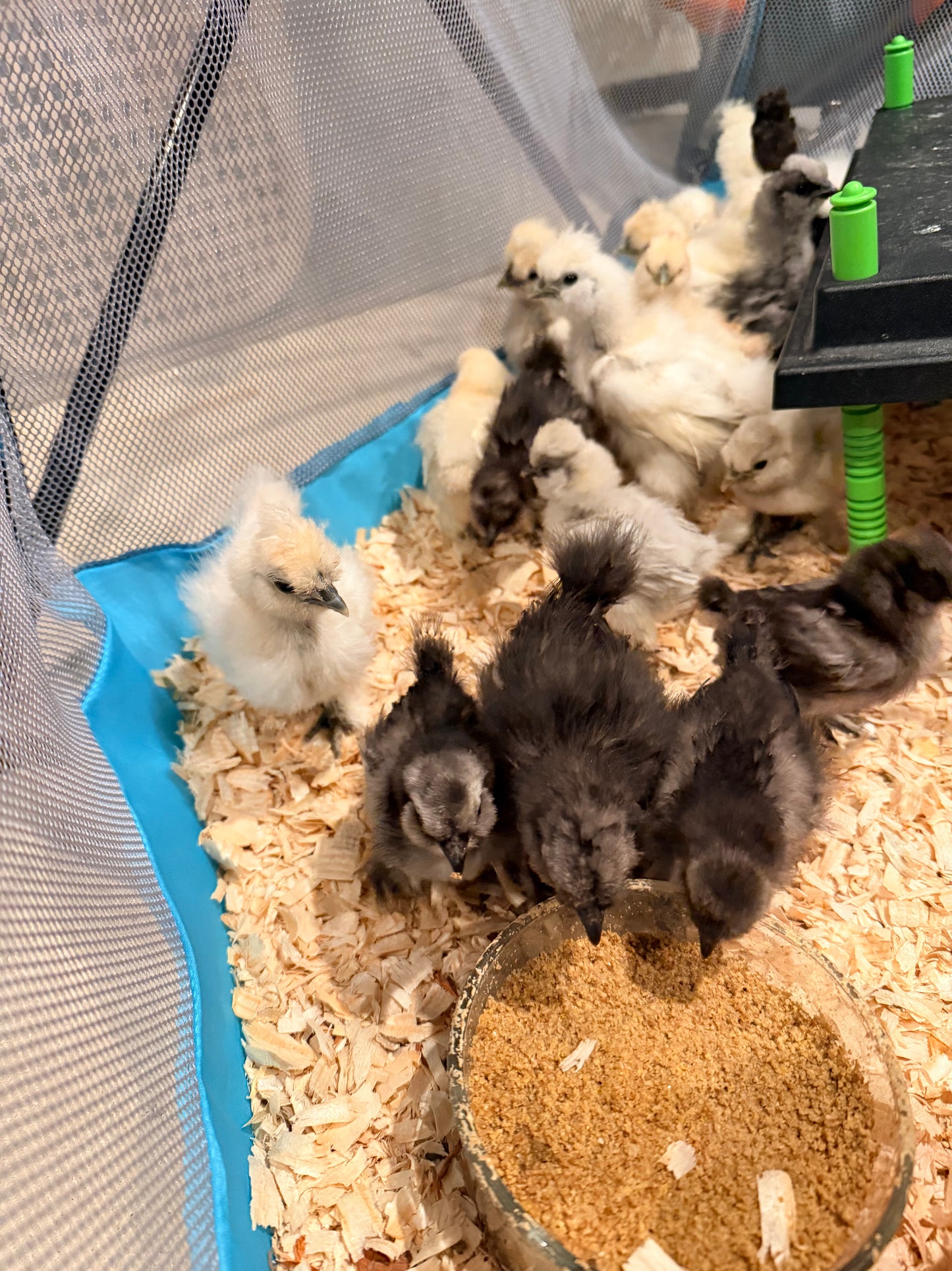 Silkie Hatching Eggs- Hen’s Choice
