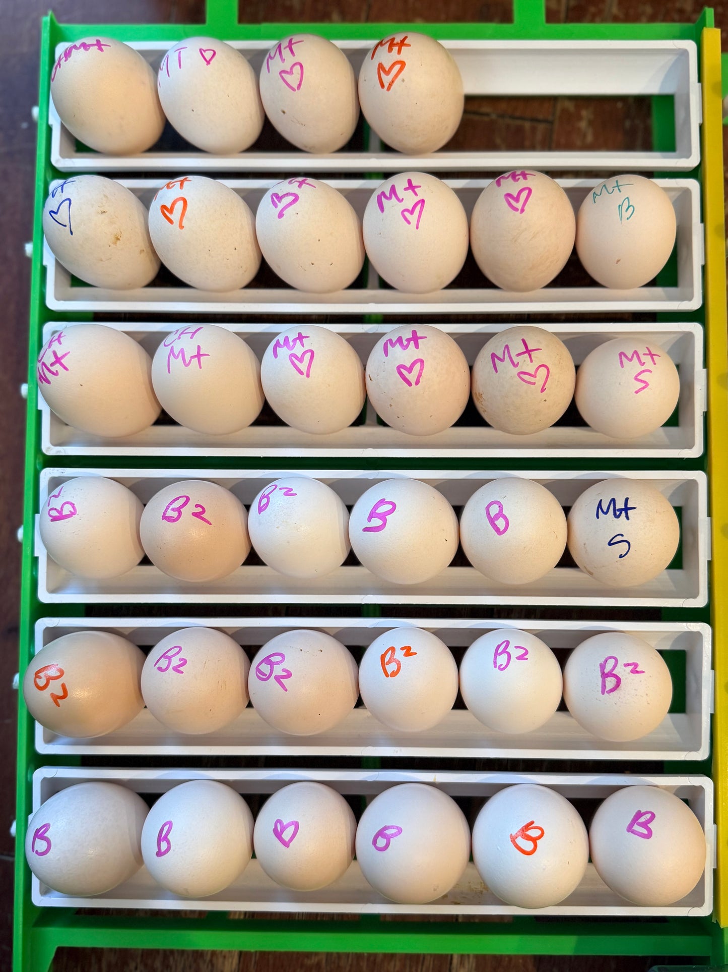 Silkie Hatching Eggs- Hen’s Choice